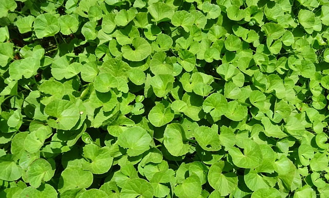Brahmi